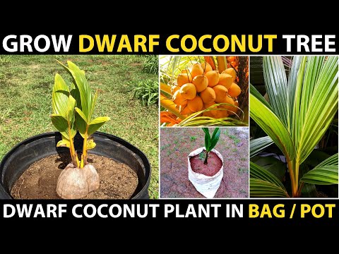 Видео: Как вырастить карликовую кокосовую пальму из семян | Метод посадки кокоса | Пересадка гибридного ...