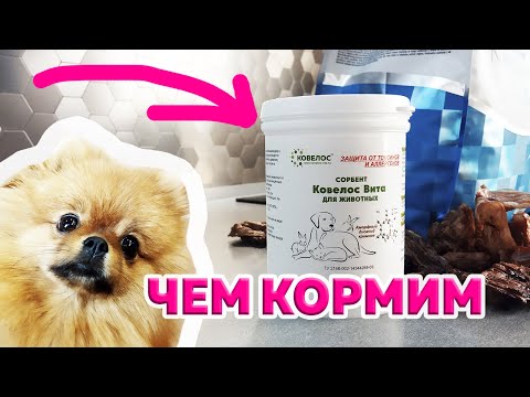 Видео: Чем кормить собаку? Если у шпица понос -  Ковелос Вита в помощь! Вкусняшки от поедания как@шки