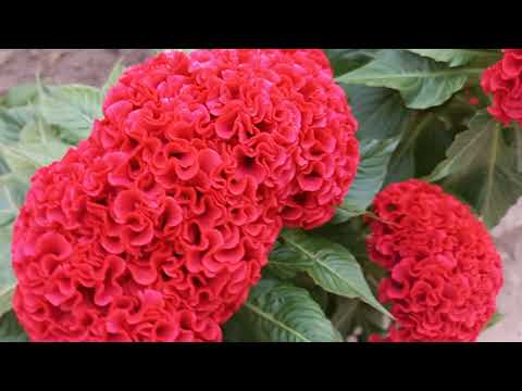 Видео: 6 СЕНТЯБРЬ  КУШНИМНИ  ГУЛЛАРИНИ КУРИНГ💐🌸🪷🌹🌺🪻🌷⚘️🪴🌸💐🪷🌹🥀