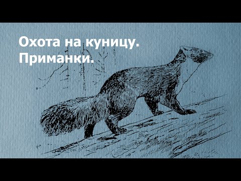 Видео: Охота на куницу  Приманки