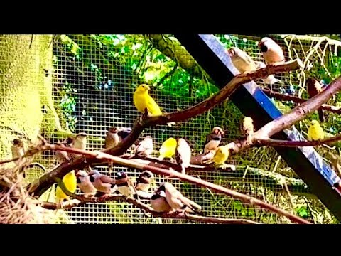 Видео: Удивительное обновление для разведения птиц | Зяблики | Софтбиллс, Волнисты, Птичий Вольер