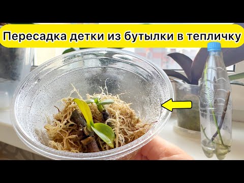 Видео: Как спасти детку орхидеи без корней! Детка орхидеи из бутылки