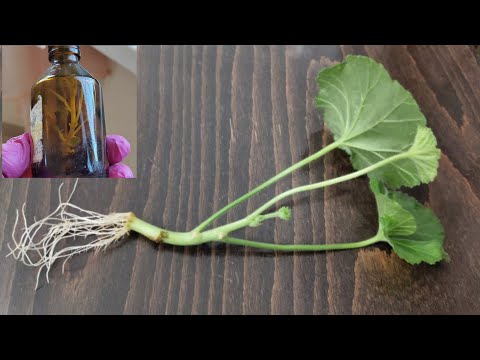 Видео: 100% спосіб вкорінити пеларгонію - ні в перліті, ні в вермикуліті!