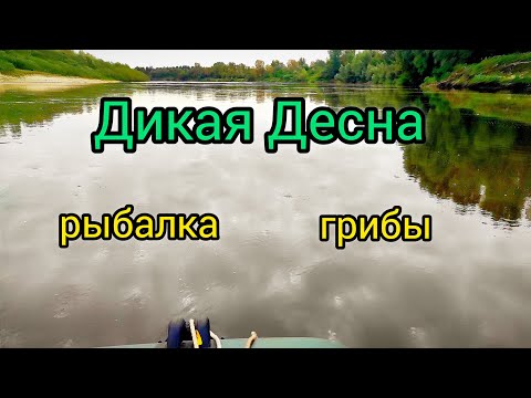 Видео: Рыбалка на Десне, крутой отдых, красивая природа