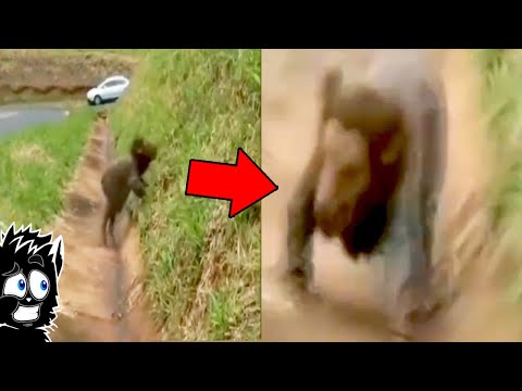 Видео: КВАДРОБЕР - МОНСТР и ДРУГАЯ ЕРЕСЬ СНЯТАЯ НА КАМЕРУ [Черный кот]