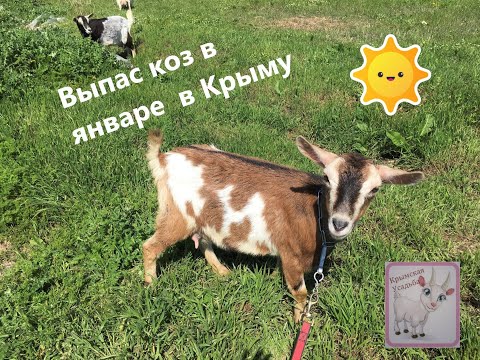 Видео: Почему Камерунские 🐐 козы мне очень нравятся . Немного о баране  🐑 Дорпере. Выпас в январе.