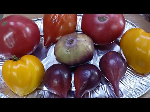 Видео: Устойчивые к болезням и очень вкусные сортовые томаты.8.10.2025 г.