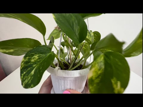 Видео: Одно из самых неприхотливых и быстрорастущих растений / СЦИНДАПСУС ЗОЛОТИСТЫЙ и его размножение