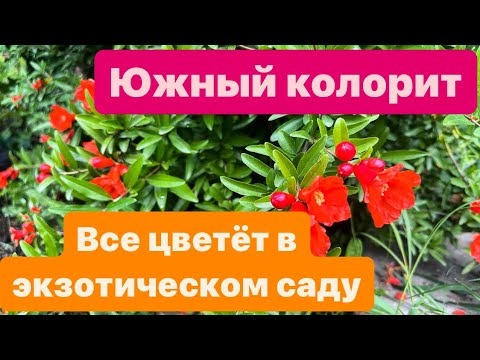 Видео: Июньская прогулка по южному саду \  Чего не хватает вечнозелёными магнолиям \ Новые покупки для сада