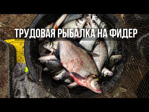 Видео: Клюет с ПЕРВОГО заброса! Рыбалка НА ФИДЕР поздней осенью