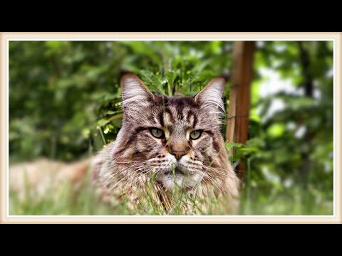 Видео: Мейн кун кот Вилли, котята и незваный гость