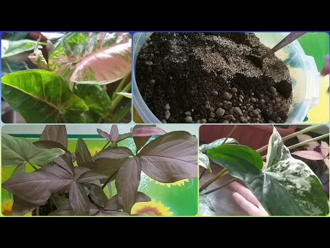 Видео: 2 часть🌱Сингониумы в июне🌷Регина Рэд🌱Пинк Флескид🌷Империал Вайт🌱Пересадка🌷Размножение🌱Укоренение🌷
