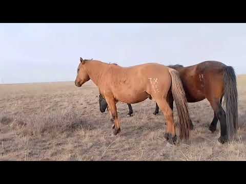 Видео: Бура