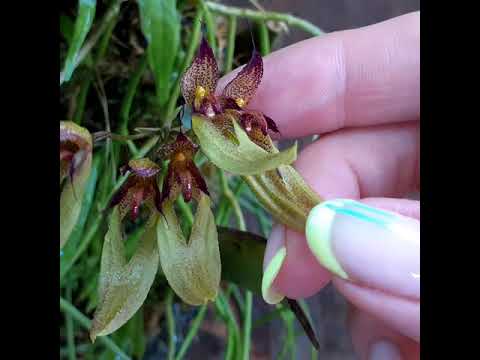 Видео: Bulbophyllum longiflorum и посадка орхидей с длинной ризомой на блок из сеточки