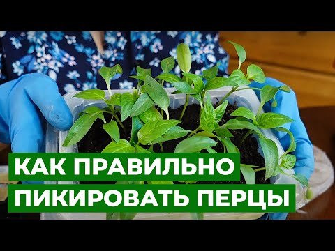 Видео: ПИКИРОВКА ПЕРЦА БЕЗ ТРАВМИРОВАНИЯ | Пересадка рассады перца