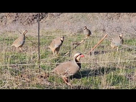 Видео: 28 ноября 2024 г.
