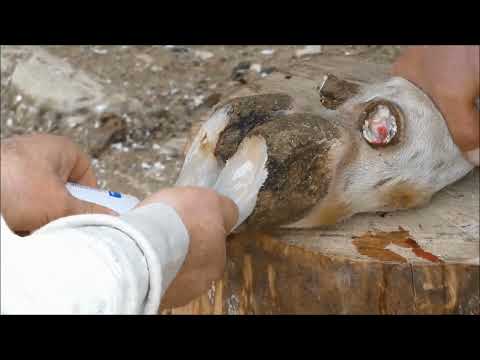 Видео: Как профессионально ветеринар обрезает отросшие копыта у коровы