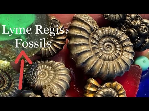 Видео: Ископаемые Лайм-Реджиса: по следам Мэри Эннинг