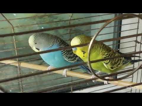 Видео: Появился новый попугай!🐦🐦🐦🐦🐦🐦😃😃😃😃😃😍😍😀😀😀😀