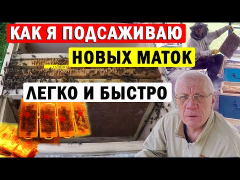 Видео: Как ПРАВИЛЬНО Сделать отводок? Как Подсадить ПЛОДНУЮ матку в отводок?