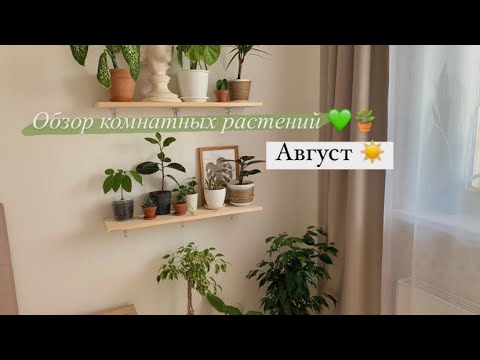 Видео: Растения в интерьере, обзор моих комнатных растерий. АВГУСТ 🪴💚