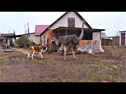 Видео: СТРАУС и ПОРОСЯТА, породы дюрок пьетрен и кантор