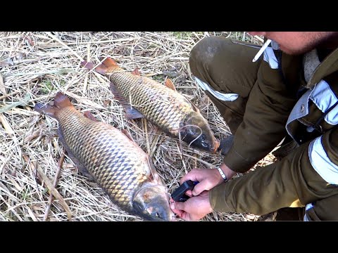 Видео: ОСЕННИЙ ЖОР САЗАНА ПРОДОЛЖАЕТСЯ - РЫБАЛКА С НОЧЁВКОЙ