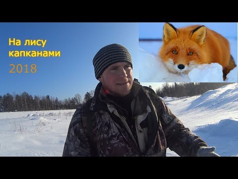 Видео: Установка капкана на лису(под след)