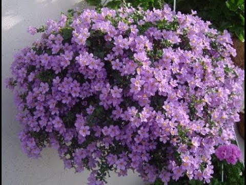 Видео: БАКОПА , ВЫРАЩИВАНИЕ ИЗ СЕМЯН. ПЕРВЫЕ ВСХОДЫ ЧЕРЕЗ 4 ДНЯ.