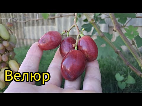 Видео: Выноград Велюр  и другие, Аватар , Супер екстра ,Рембо, Красава