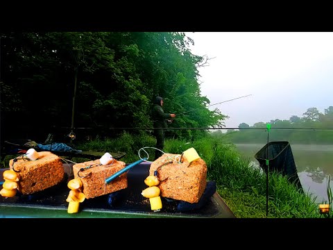 Видео: РЫБАЛКА НА МАКУШАТНИКИ НА ДИКАРЕ. Ловля карпа и карася на донки