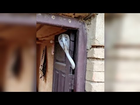 Видео: Неожиданные встречи с КОБРОЙ, заснятые на камеру