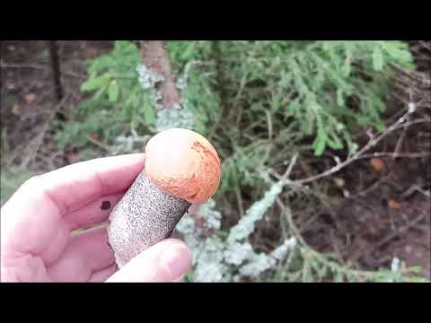 Видео: ЗАБЛУДИЛИСЬ В ЛЕСУ