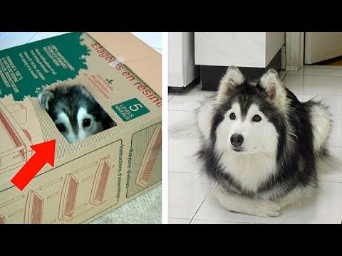 Видео: Эту Собаку Воспитали Кошки - Посмотрите Как Она Себя Ведёт