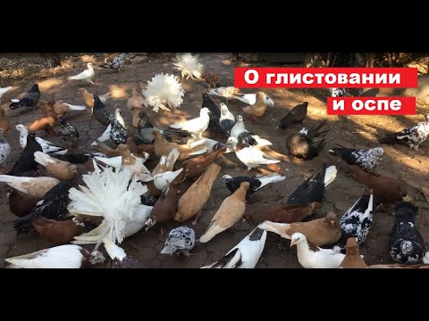 Видео: Осеннее глистование и несколько слов об оспе...
