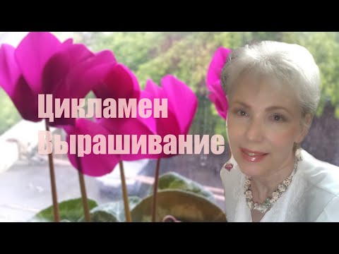 Видео: Цикламен Cyclamen, дряква, альпийская фиалка выращивание из семян, уход для пышного цветения