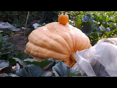 Видео: Обзор на гигантские тыквы 29.08.2022
