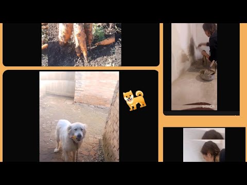 Видео: #сільськежиття🌻