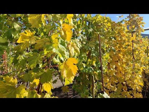 Видео: Виноградник в конце октября +79885453295 Мой сайт с каталогом  https://frolkinvg.ru/​​​