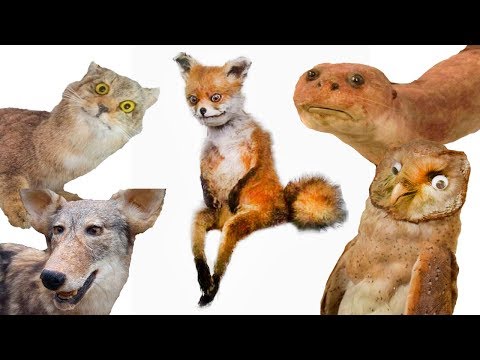 Видео: САМЫЕ НЕУДАЧНЫЕ ЧУЧЕЛА ЖИВОТНЫХ