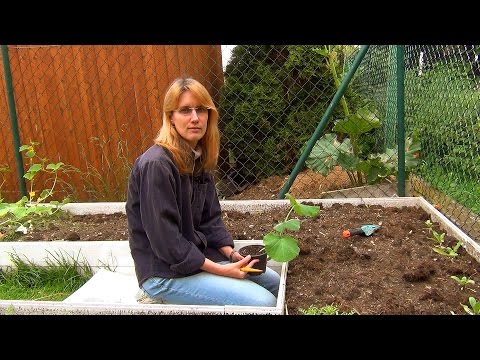 Видео: Посадка рассады тыквы в грунт