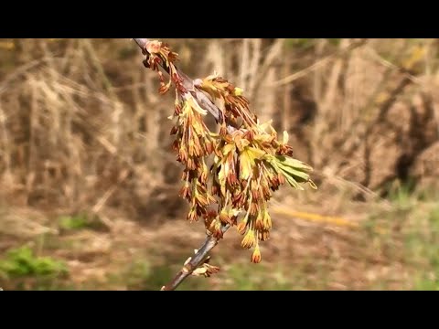 Видео: Разговоры о кленовых. Часть 1- клён американский.
