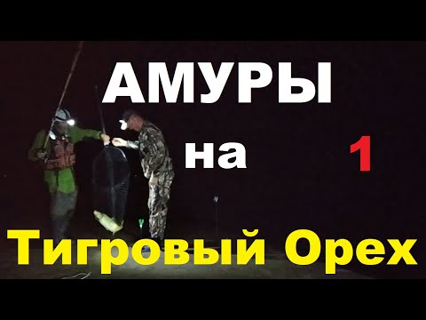 Видео: Амуры на тигровый орех ч 1.