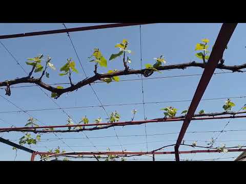 Видео: Кишмиш Юпитер. Майская нормировка побегами. Оставил 110.