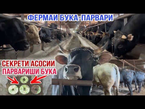 Видео: СЕКРЕТИ БУКАПАРВАРИ  тарзи дуруст парвариш намудани букахои зоти