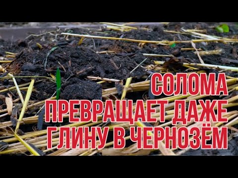 Видео: Солома способна превратить глину в чернозем, делает почву мягкой как пух. Обязательно попробуйте.