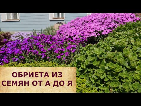 Видео: ОБРИЕТА ИЗ СЕМЯН ОТ А ДО Я.