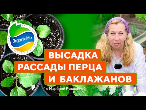 Видео: «Дачные радости с Мариной Рыкалиной. Спецвыпуск» №1. Высадка рассады перца и баклажанов.