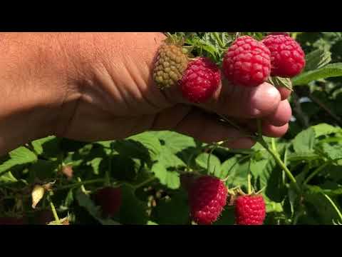 Видео: Польша. Малина Ляшка (Лячка).