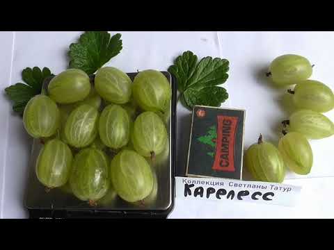 Видео: КАРЕЛЕСС.  Очень крупный сорт крыжовника. Новинка в нашем хозяйстве. / Коллекция Светланы Татур.